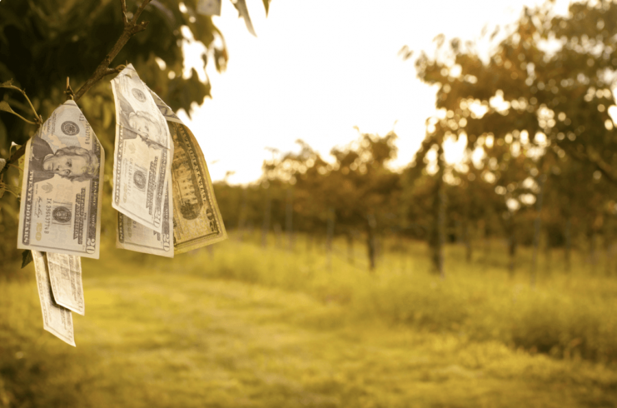 cash tree-1673532929204