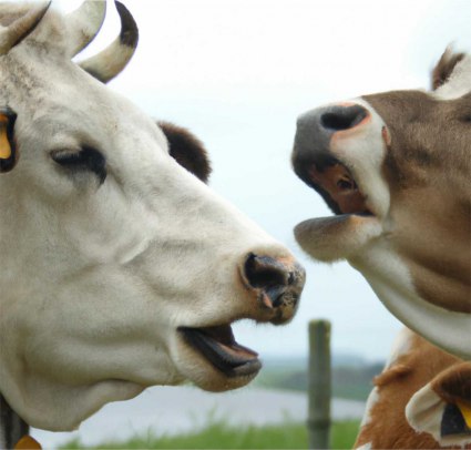 quotes cow-1675419546680